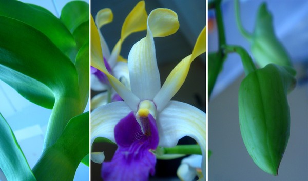 Orchid