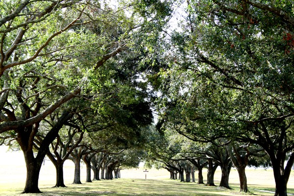 Row of Oaks