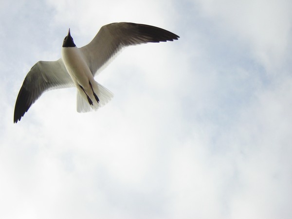 Seagull