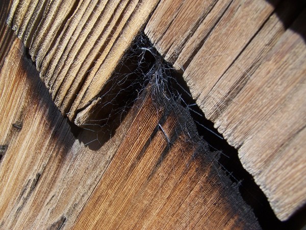 Webbed Shed