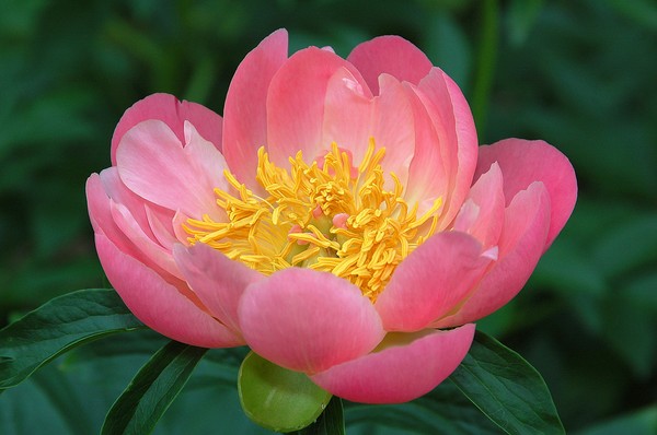 peony
