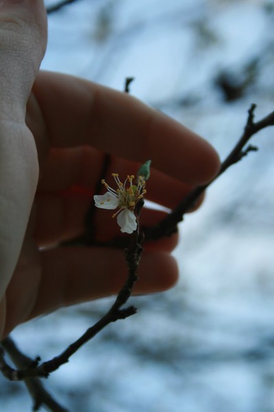 Fragile beauty.