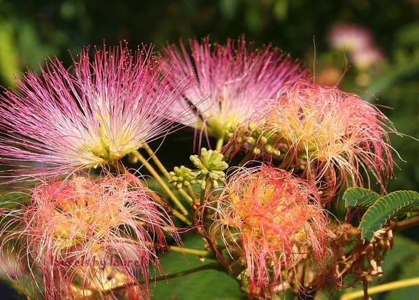 Can You Name this Flower?