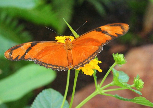 Julia Butterfly