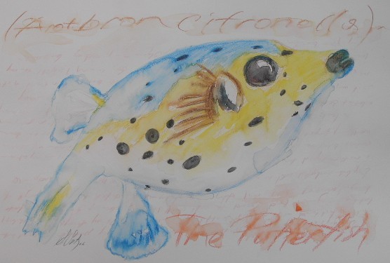 fish-WATERCOLORS,16