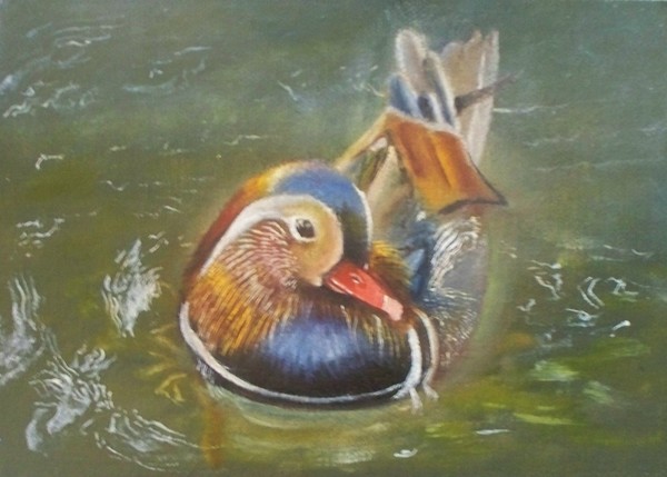 Swimming Duck III