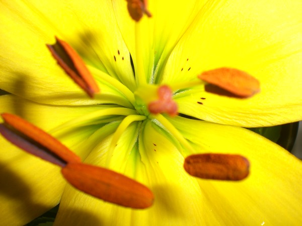 Yellow Asiatic Lily