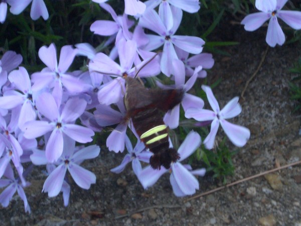 humming_bee_3