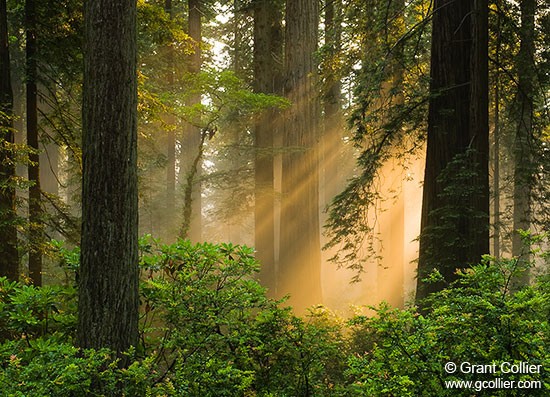Redwood Trees in Forest, California