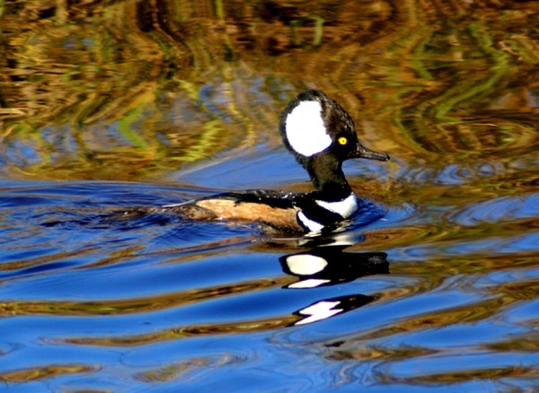 MER GANSER,DUCK