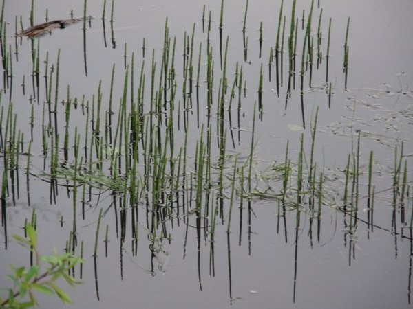 sprouting