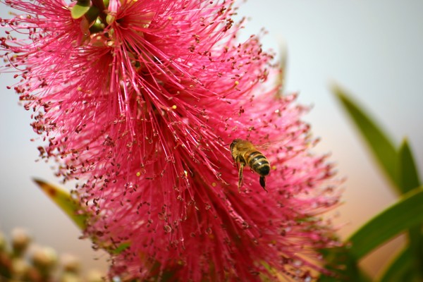 bottlebrush and Visitor