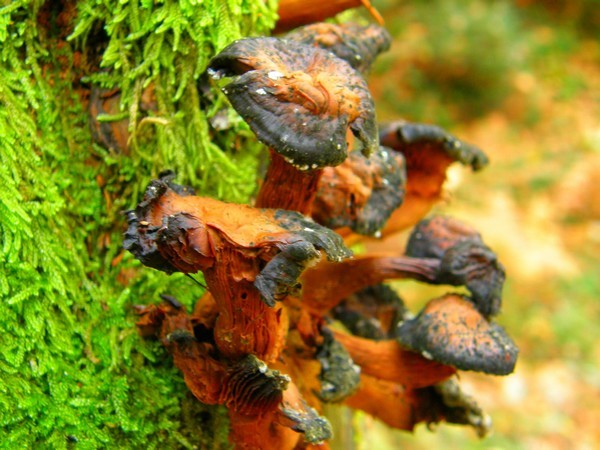 	 Mushrooms