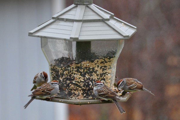 Many hungry sparrows