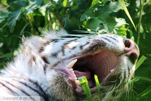 White Tiger