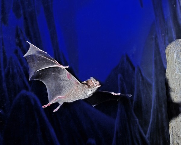 Flying Vampire