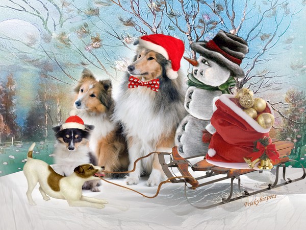 Winter Play with Shetland Sheepdogs