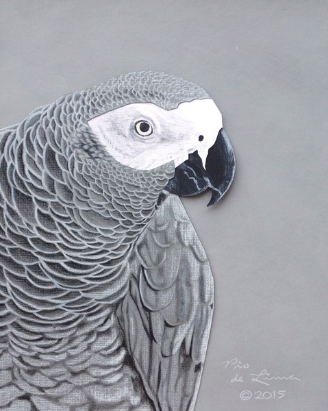 African Grey Parrot Drawing