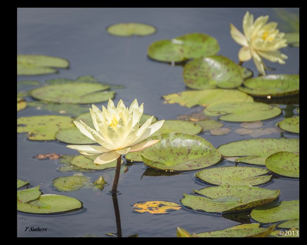 Lily