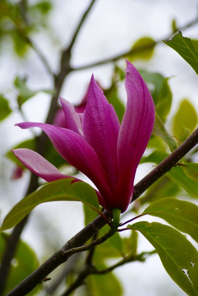 Magnolia
