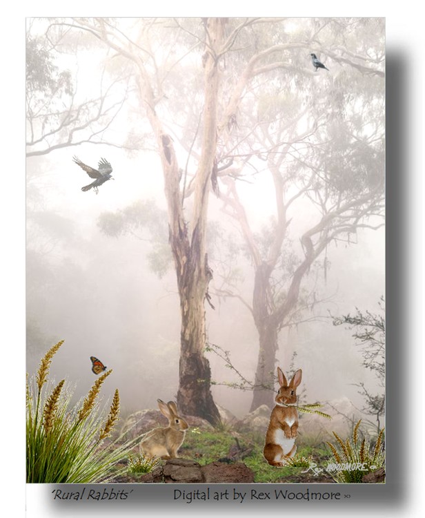 Rural Rabbits