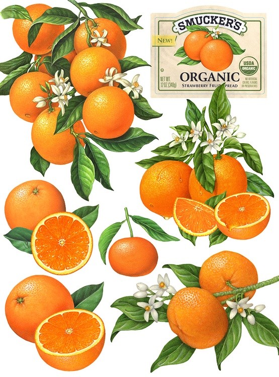 Orange Illustrations for Packaging