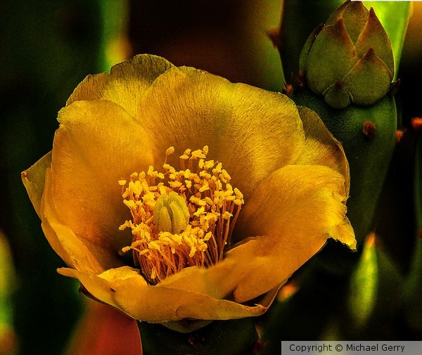 Cactus Flower #1