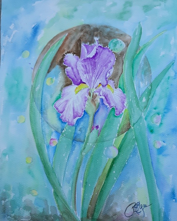 Iris