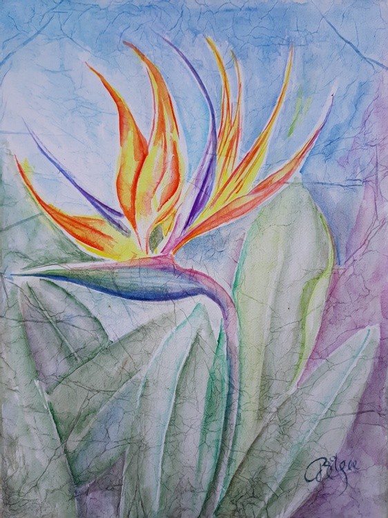 Bird of Paradise