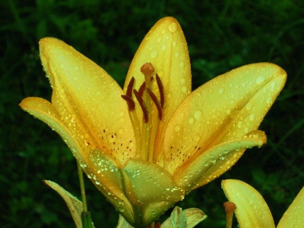 Vivid Flower