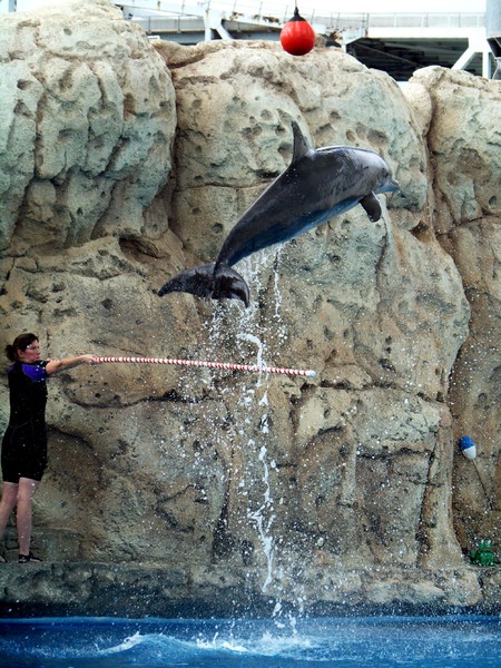 Dolphin
