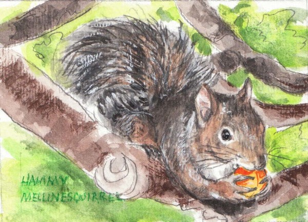Hammy Mellinesquirrel