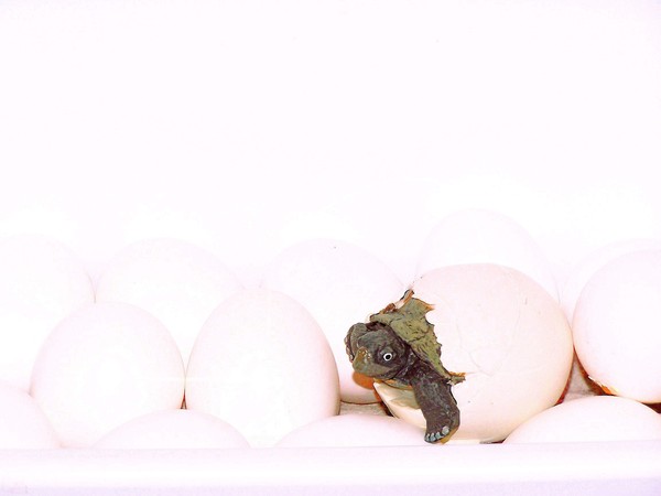 Birth of a turtle
