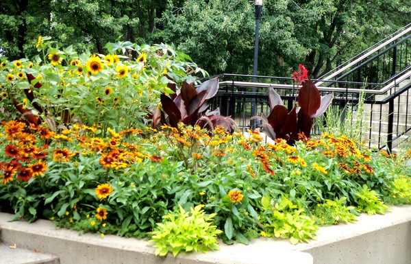 Sun Flowers