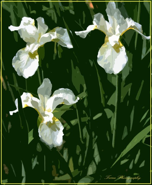 Cutout Siberian Iris