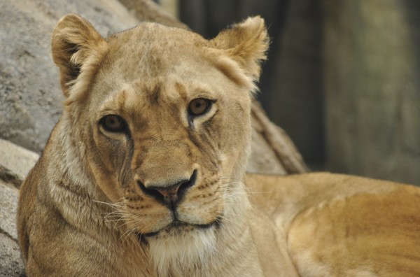 Female Lion Stare