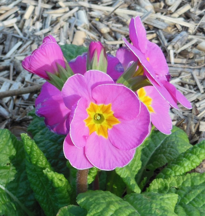 PINK PRIMEROSE