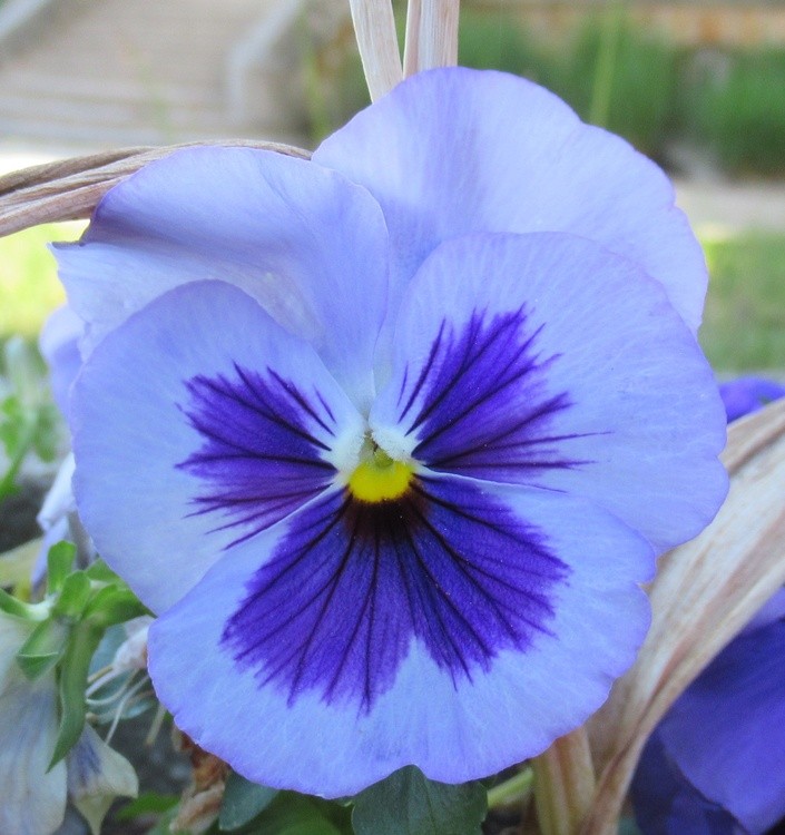 BLUE PANSY