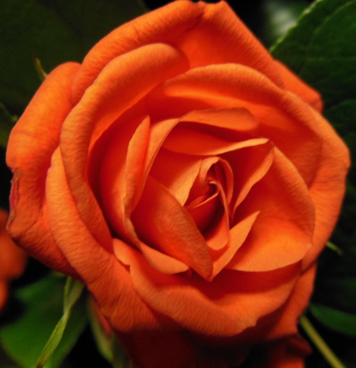 A ROSE FOR YOU!