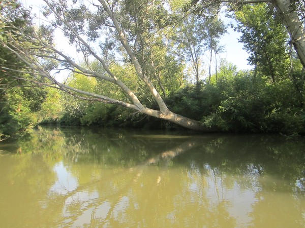 AT LAKE TISZA,HUNGARY