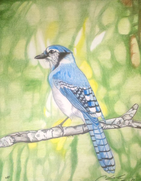 Blue Jay