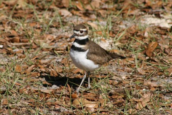 Little Killdeer