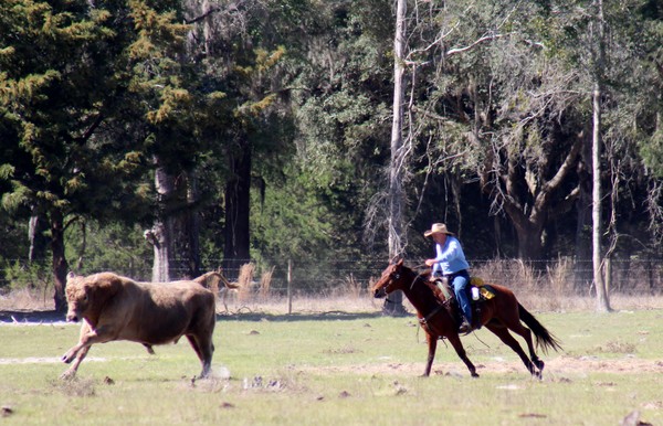 A Cowboy Work Never Ends