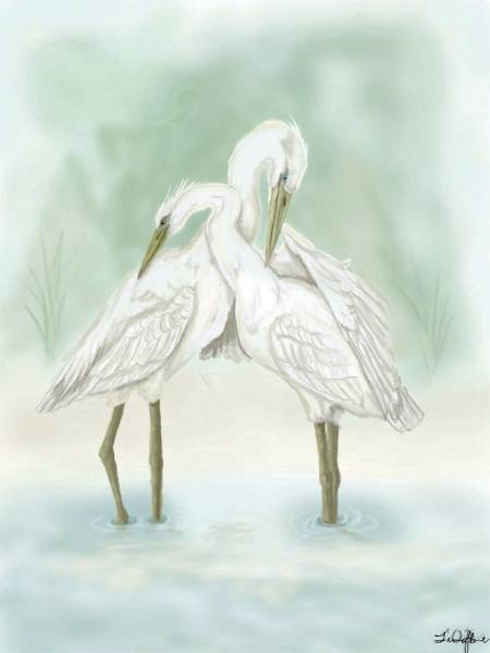 Egrets