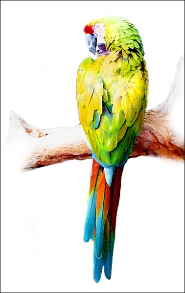 Military Macaw