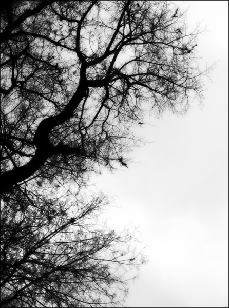 tree patterns