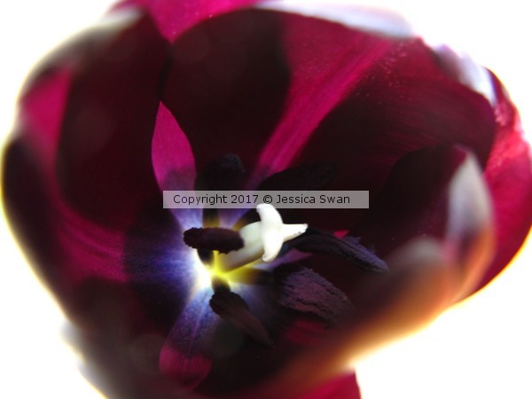 Purple Tulip