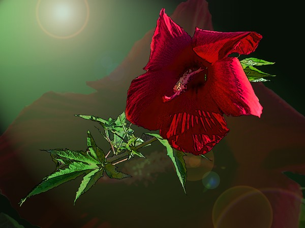 Hibiscis Red