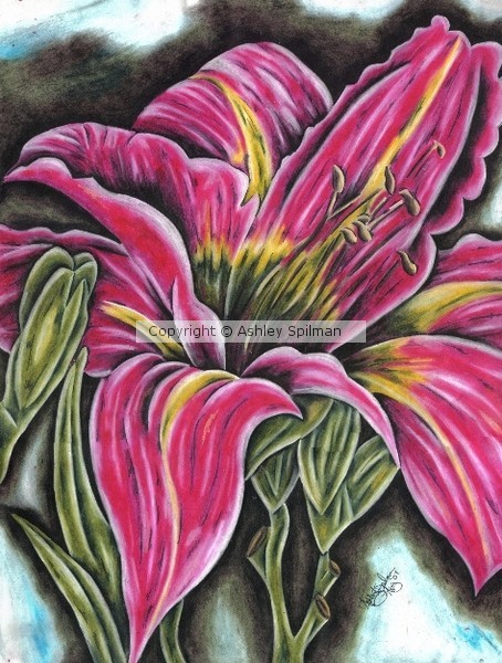 Red Daylily