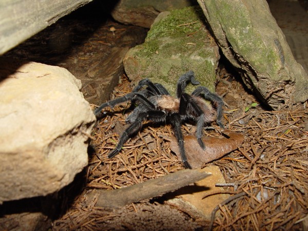 Arachnid Night Life.....